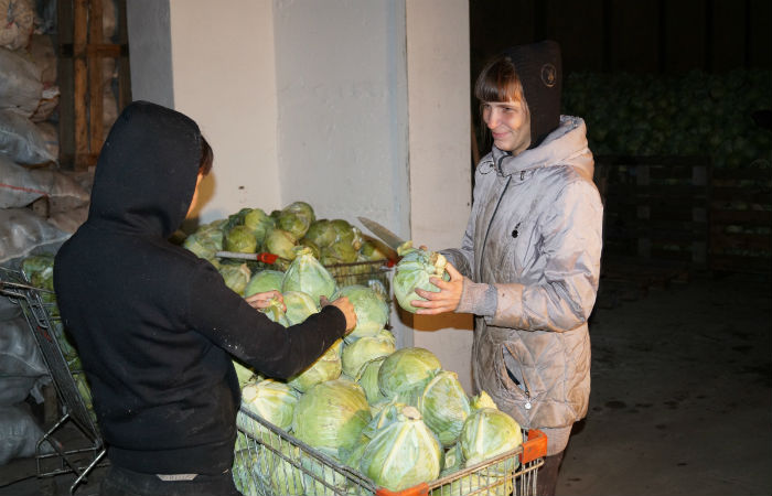 Фермеры Хакасии отгружают овощи для пострадавших от града жителей Шира