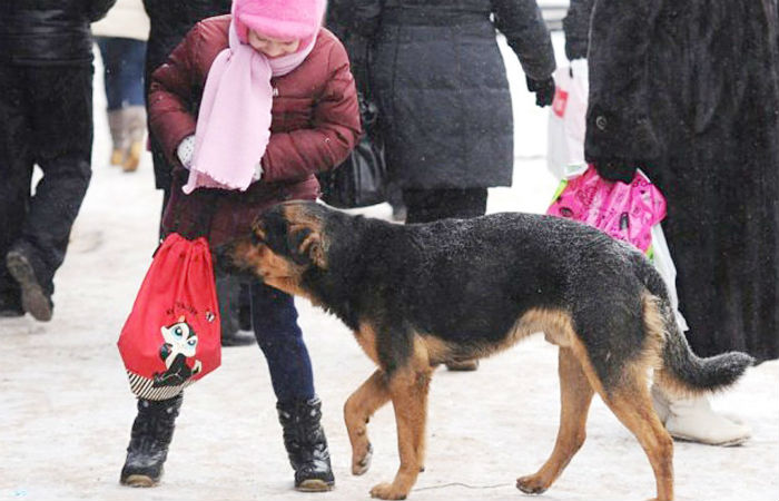 В Черногорске школьницу покусала стая бродячих собак