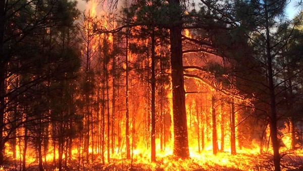 Чиновников в Иркутской области подозревают в попытке поджога леса
