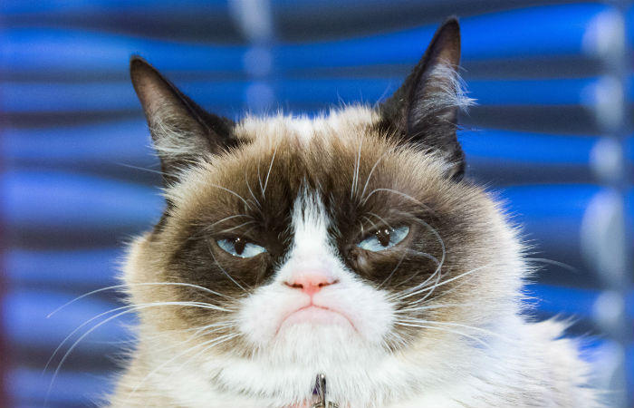 Умерла легендарная сердитая кошка Grumpy Cat