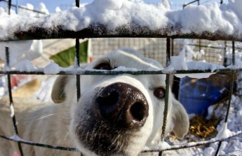 В Черногорске начали отлавливать бродячих собак