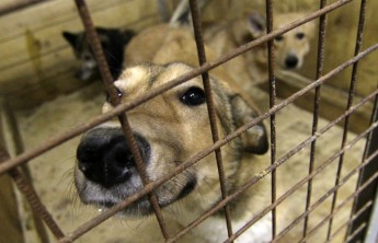 Зоозащитники Хакасии борются с профессиональным живодером