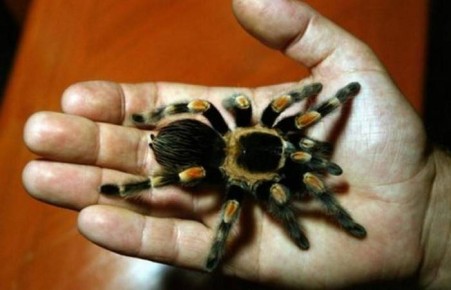 Россиянам запретят держать дома пауков