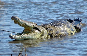 В Зимбабве крокодилы съели священника, который показывал как Иисус ходил по воде