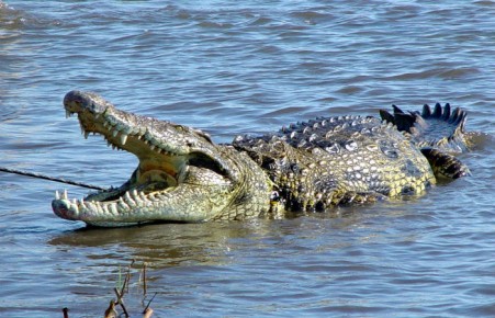 В Зимбабве крокодилы съели священника, который показывал как Иисус ходил по воде