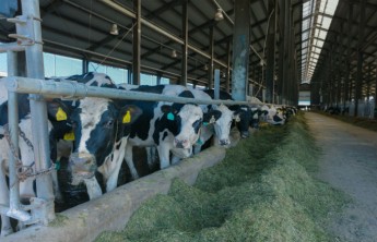 Новый молочный комплекс в Хакасии сможет выпускать 50 тыс. тонн продукции через три года