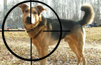 Житель Абакана вез в багажнике обнаружили больше десятка убитых собак