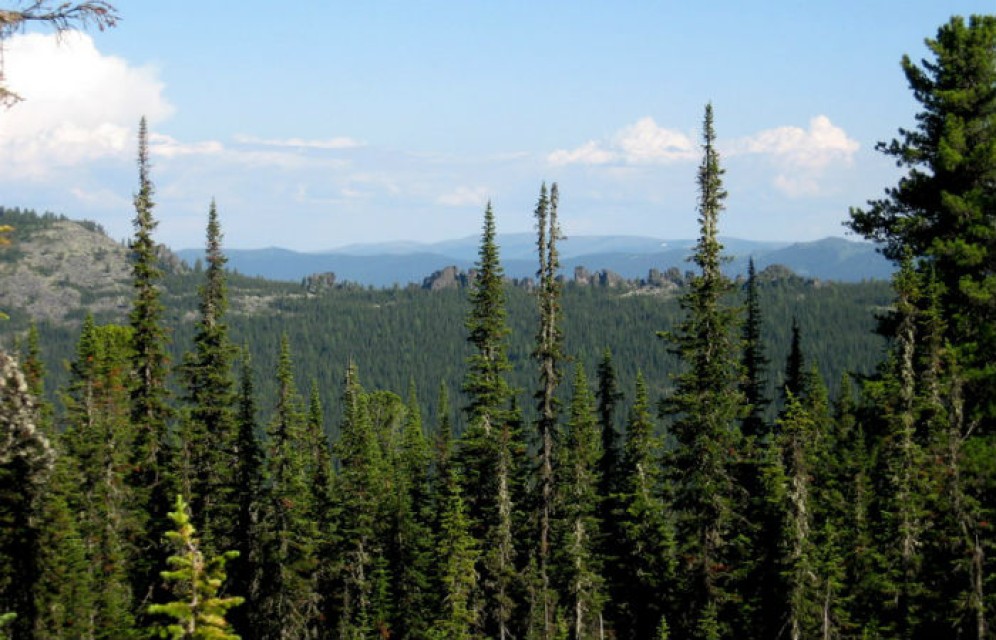 Хакасские ученые обнаружили общую причину замедления и усиления роста пихты и кедра в Сибири