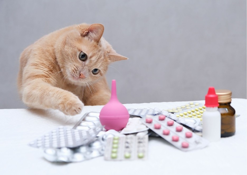 Домашние питомцы без лекарств и вакцин не останутся!