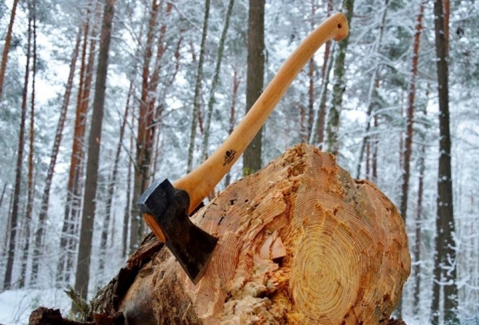 Золотодобытчиков в Хакасии подозревают в незаконной рубке леса