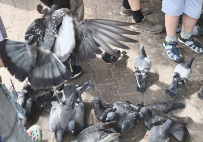 Россиян предупредили о штрафах за кормление голубей