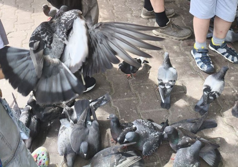 Россиян предупредили о штрафах за кормление голубей