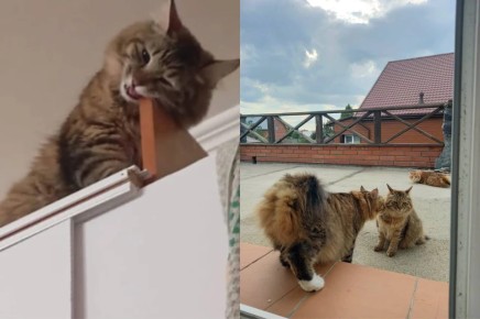 В Новосибирске пенсионер хочет завещать квартиру кошке