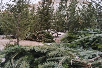 Прием новогодних елей в переработку начнется в Абакане с 15 января