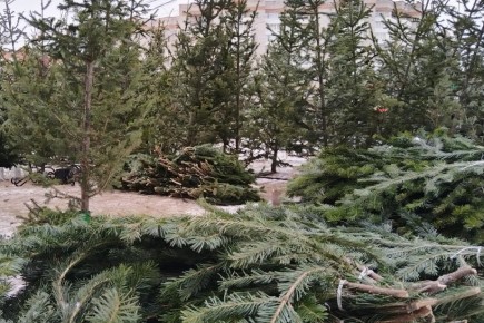 Прием новогодних елей в переработку начнется в Абакане с 15 января