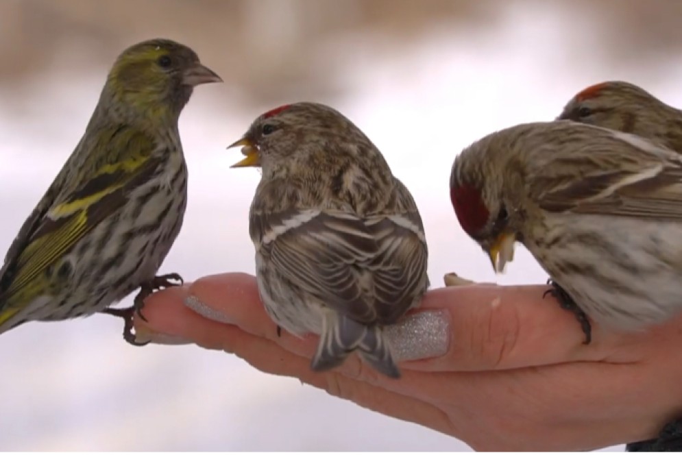 В Хакасии отмечают День зимующих птиц