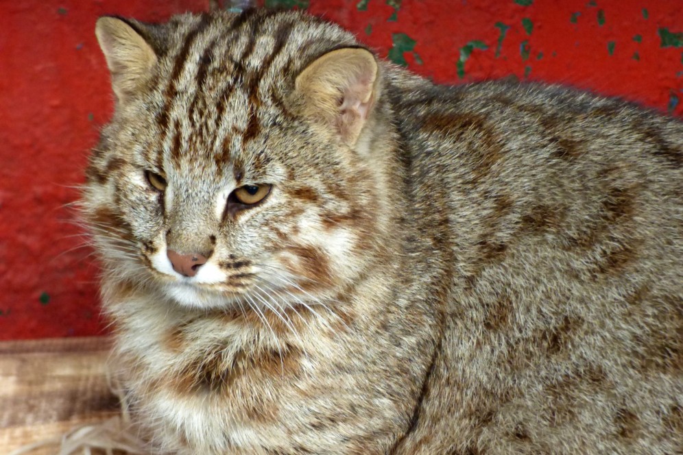 Жители Хакасии выбирают имя для нового дальневосточного кота в абаканском зоопарке