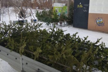 В Хакасии открываются пункты приема новогодних елей на переработку