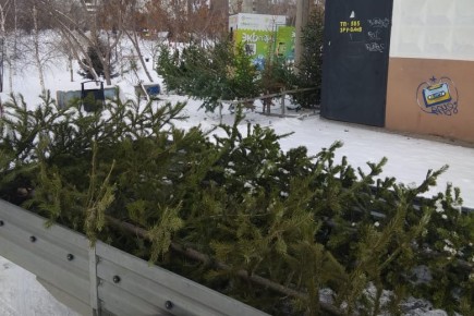 В Хакасии открываются пункты приема новогодних елей на переработку