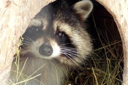 В абаканском зоопарке рассказали, как помогают животным перенести морозы