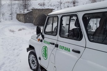 Под Новый год в Хакасии браконьеры незаконно вырубили ели на полмиллиона рублей