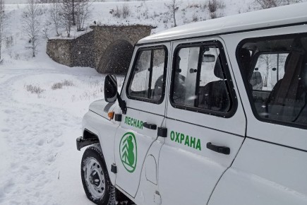 Под Новый год в Хакасии браконьеры незаконно вырубили ели на полмиллиона рублей