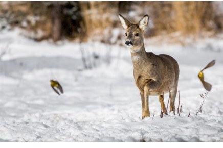 В Орджоникидзевском районе Хакасии задержали трех браконьеров