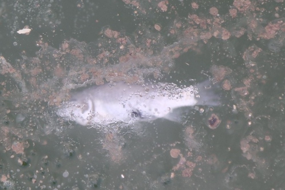 Замор рыбы на Белом Июсе: ветеринары не выявили причин