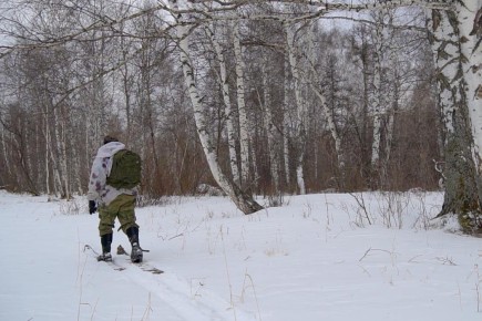 В Хакасии пересчитают диких животных