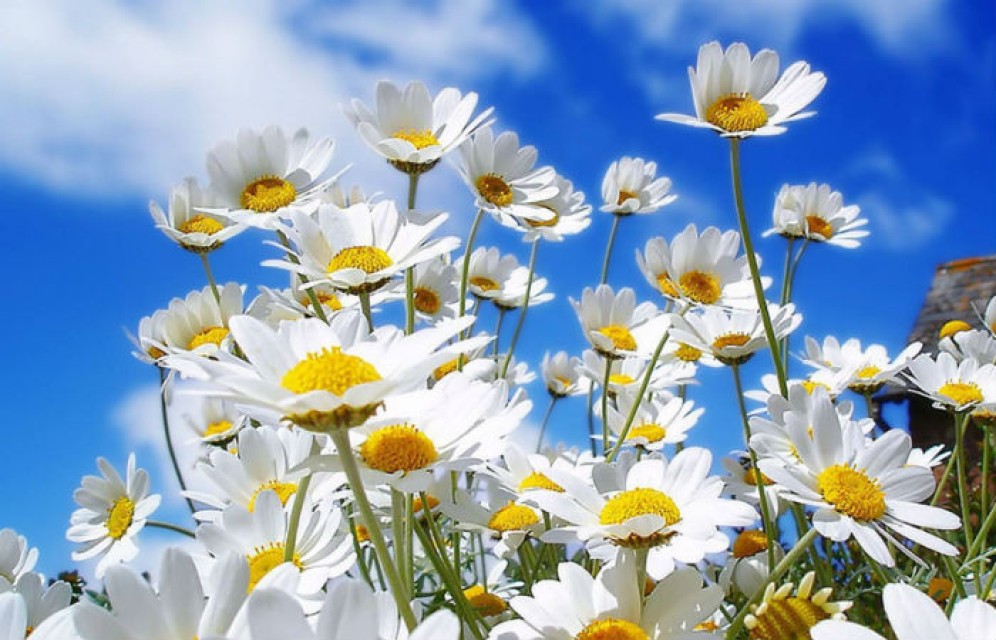 Жителей Хакасии ожидает прохладный июнь