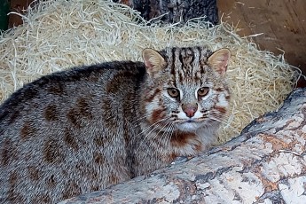 Дальневосточному коту из абаканского зоопарка выбрали имя