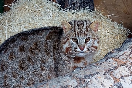 Дальневосточному коту из абаканского зоопарка выбрали имя