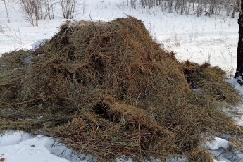 Более 90 тонн сена и 90 тысяч доз вакцины: Хакасия заботится о популяции охотничьих видов