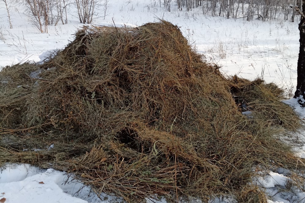 Более 90 тонн сена и 90 тысяч доз вакцины: Хакасия заботится о популяции охотничьих видов