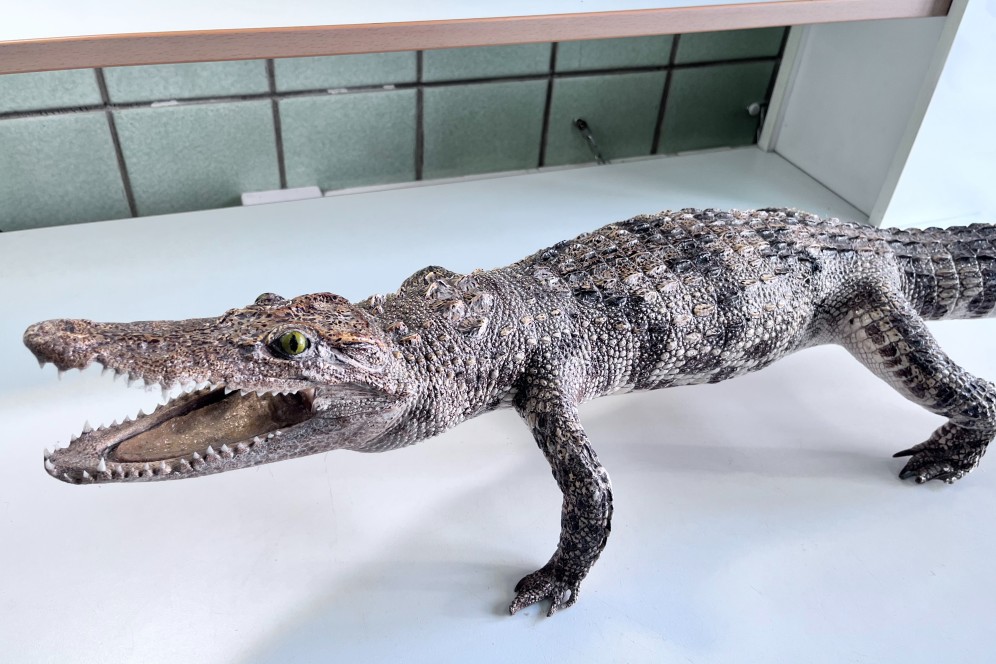 Таможенники Красноярска нашли чучело сиамского крокодила в багаже пассажирки