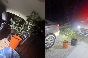 Водитель-лишенник из Саяногорска пытался выдать коноплю за рассаду томатов