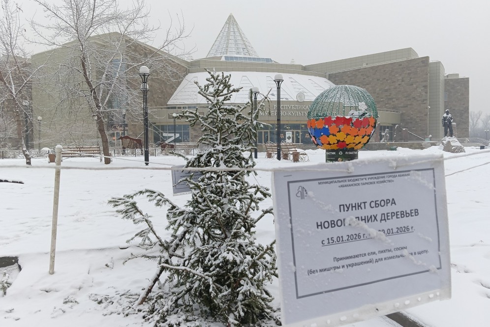 Минприроды Хакасии: более 60 кубометров елей собрали в Абакане для переработки