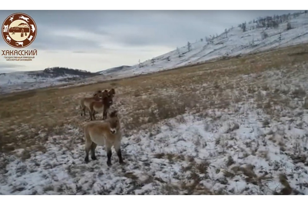 Лошади Пржевальского в Хакасии успешно пережили суровые морозы