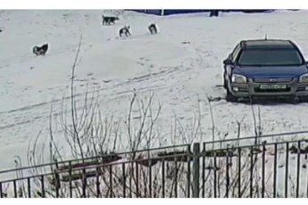 В Красноярском крае ребенок спасся от стаи собак, забравшись на дерево