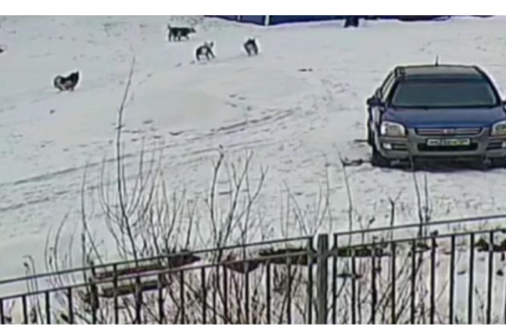 В Красноярском крае ребенок спасся от стаи собак, забравшись на дерево