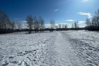 В Хакасии суд оштрафовал владелицу собак за нападение на ребенка в парке