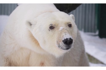 Белая медведица из Красноярского края осваивается в Московском зоопарке