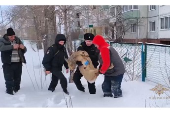 «Пришлось нести на руках»: в Шарыпово полицейские спасли косулю