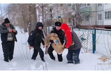 «Пришлось нести на руках»: в Шарыпово полицейские спасли косулю