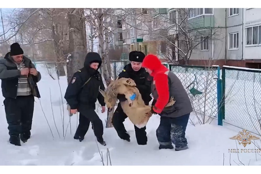 «Пришлось нести на руках»: в Шарыпово полицейские спасли косулю
