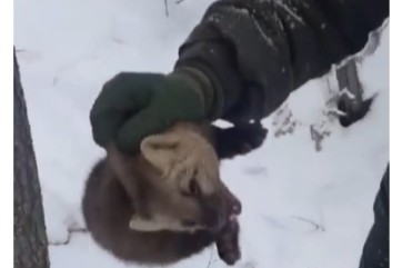 Соболя освободили из браконьерского капкана в хакасском заказнике