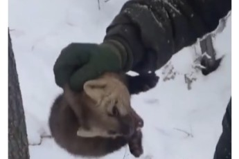 Соболя освободили из браконьерского капкана в хакасском заказнике