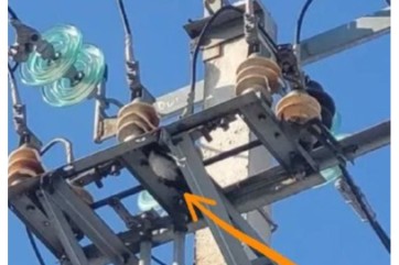 Ворона оставила без света целый район в Калинино