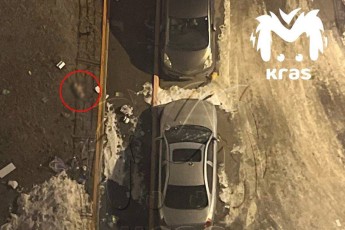 В Красноярске женщина сбросила с 14-го этажа двух кошек и собаку