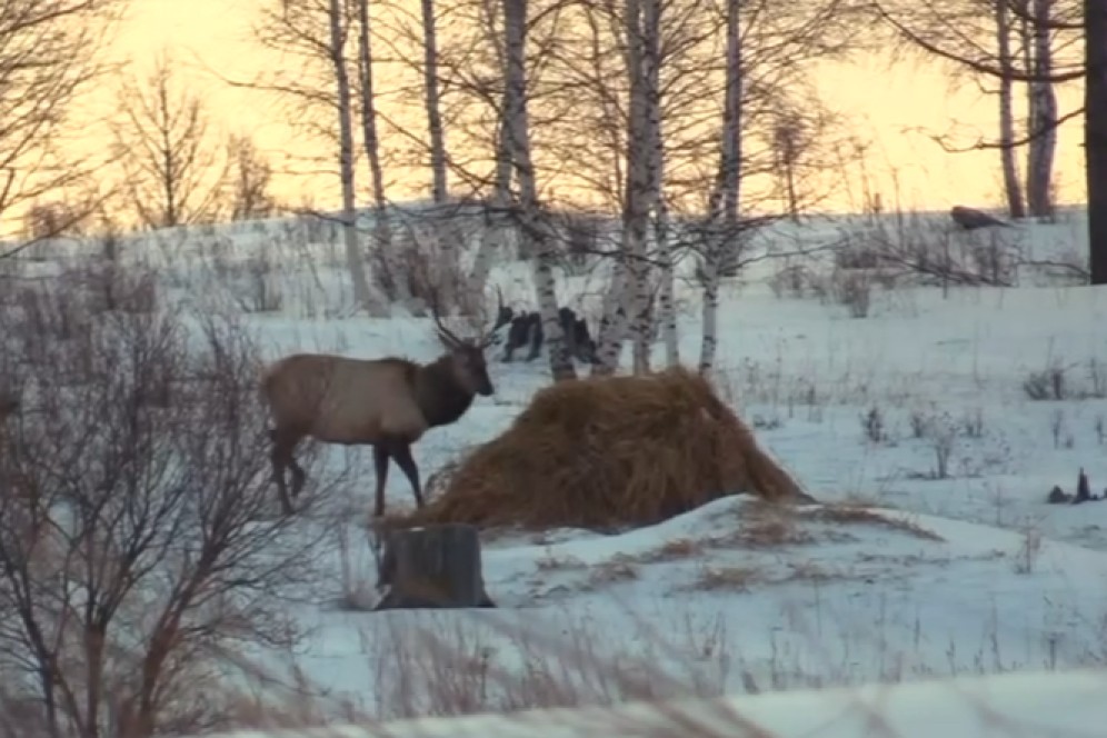 В Хакасии подкармливают диких животных на особо охраняемых природных территориях и охотничьих угодьях